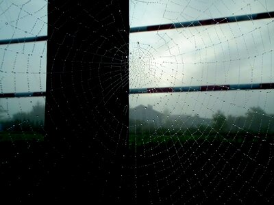 Free stock photo of cobweb, spider web, spider's web photo