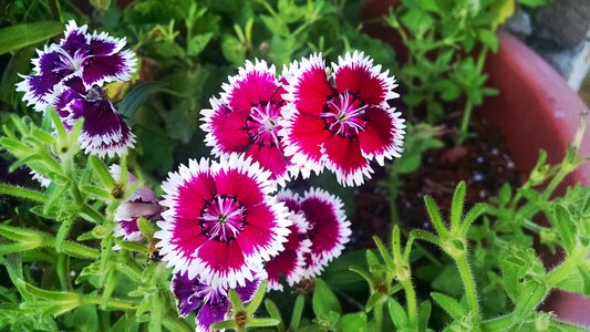 Free stock photo of flower, red, summer photo