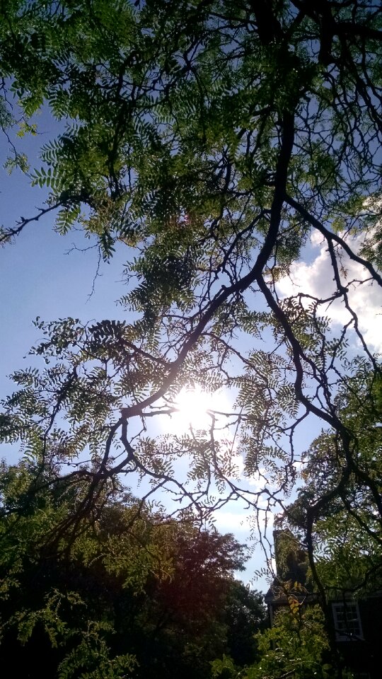 Free stock photo of fronds, sky, sun