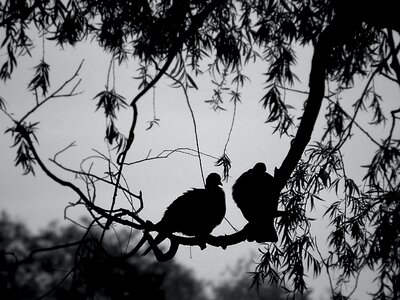 Free stock photo from Tookapic