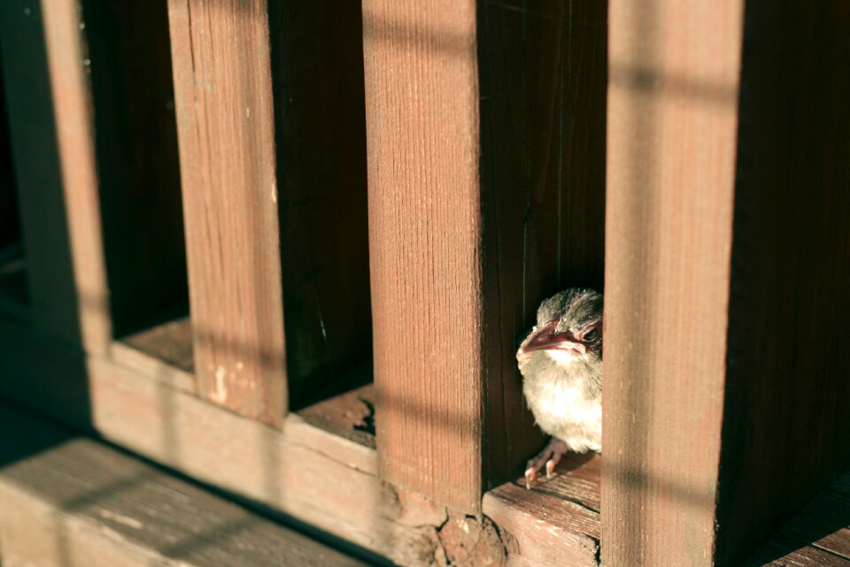 Free stock photo from Tookapic