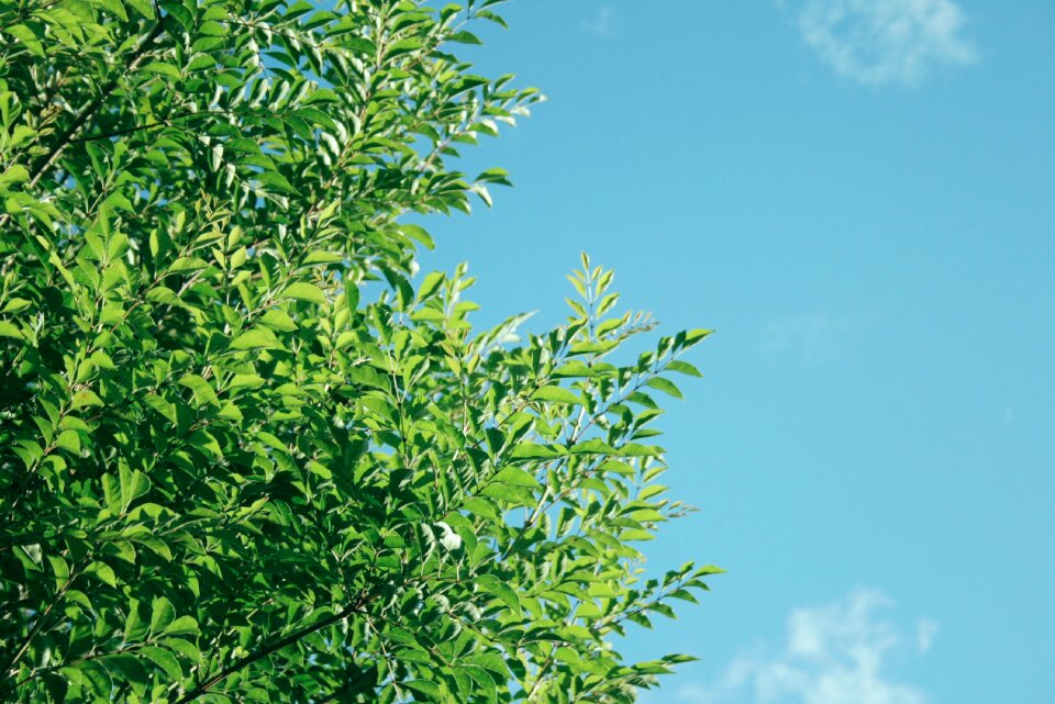 Free stock photo of green, nature, sky