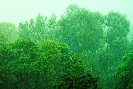 Free stock photo of green, rain, trees photo