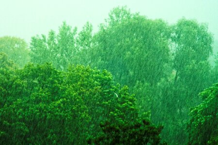 Free stock photo of green, rain, trees