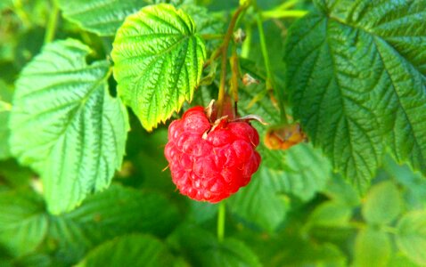Free stock photo of raspberry