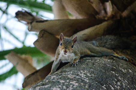 Brown Squirrel Crawling on Tree photo