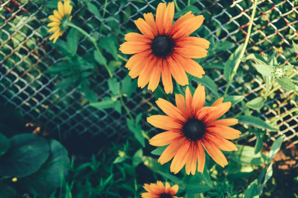 Free stock photo from Tookapic
