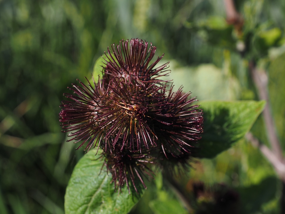 Great burdock infructescence hooked