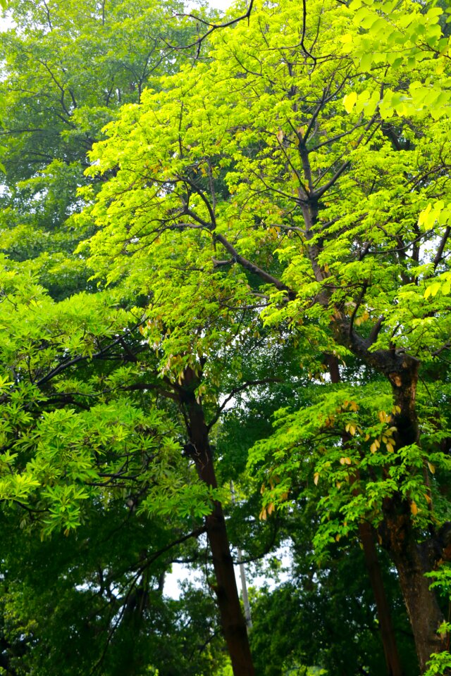 Free stock photo of green
