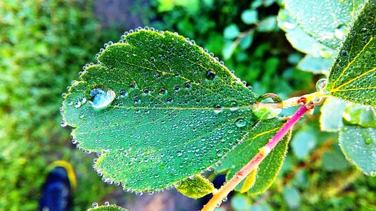 Free stock photo of dew, green