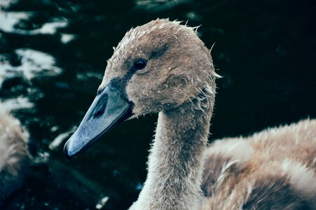 Free stock photo of swan photo