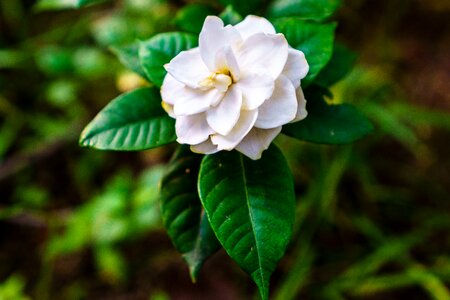 Free stock photo of flower, green, white
