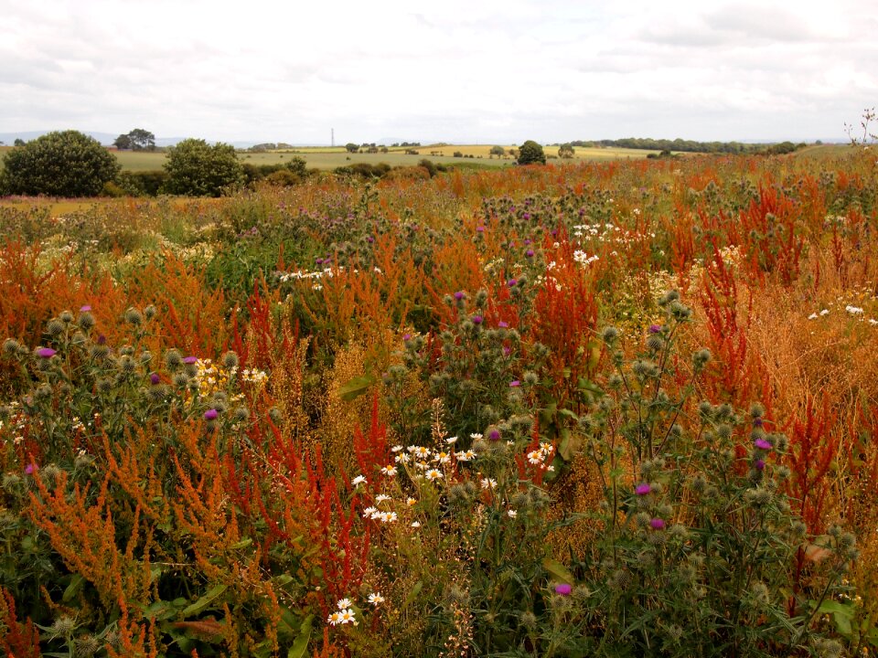 Free stock photo of meadow