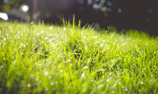 Free stock photo of grass, green, light photo