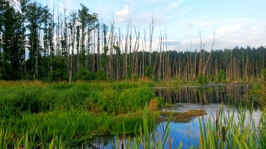Free stock photo of swamp, trees, water