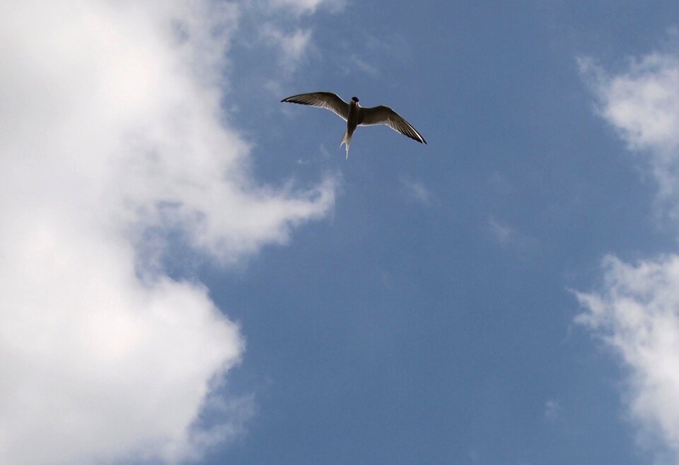 Free stock photo from Tookapic