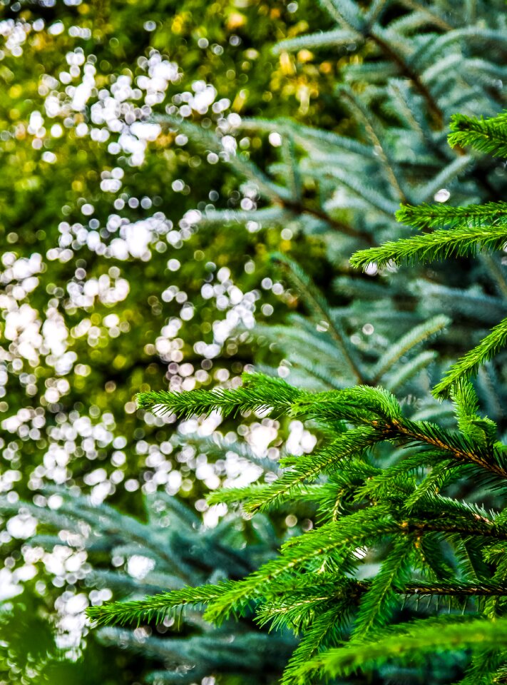Free stock photo of green, spruce, sun