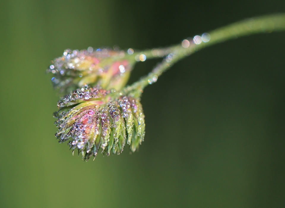 Close up macro drip