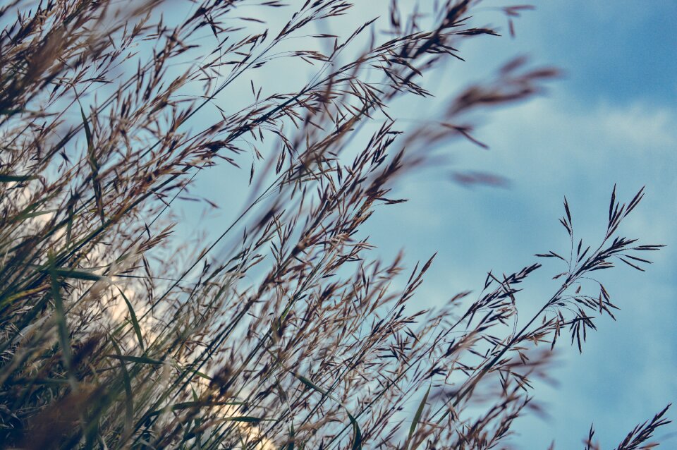 Brown Plants Under the Clear Blue Sky during Day Time photo