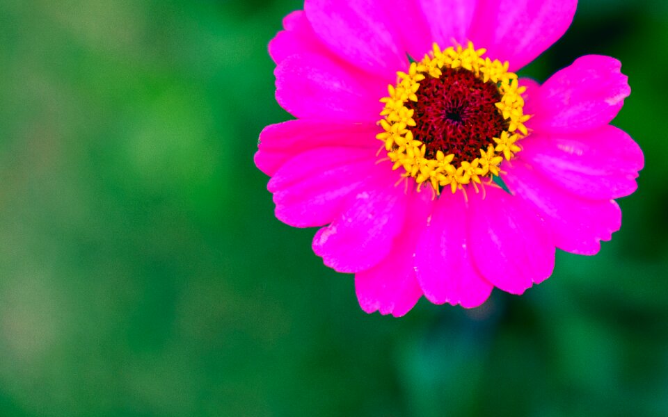 Free stock photo of flower, fluorescent, magenta