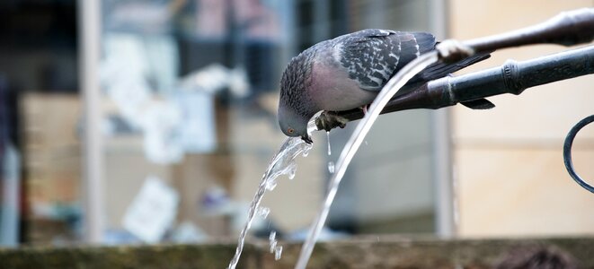 Free stock photo of dove, drinking water photo