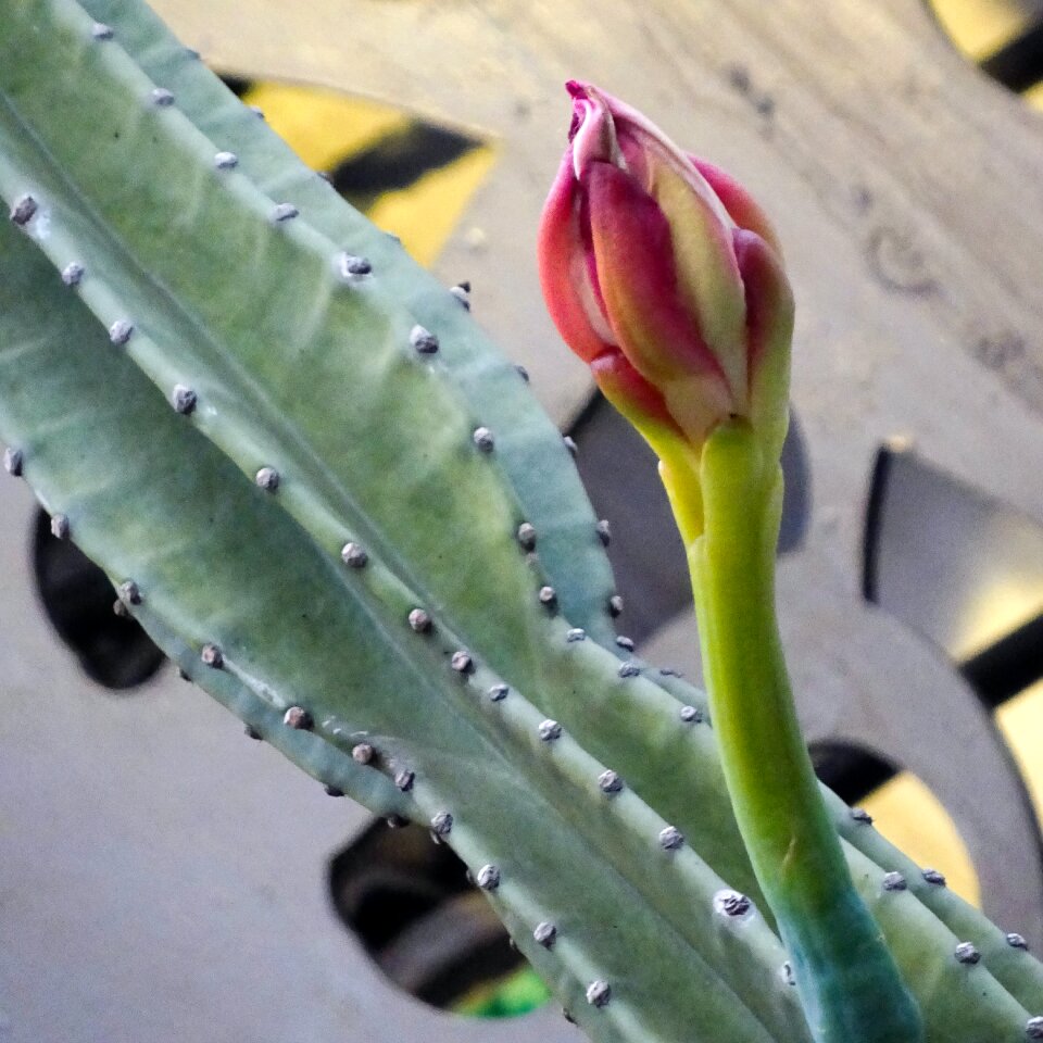 Free stock photo of cactus