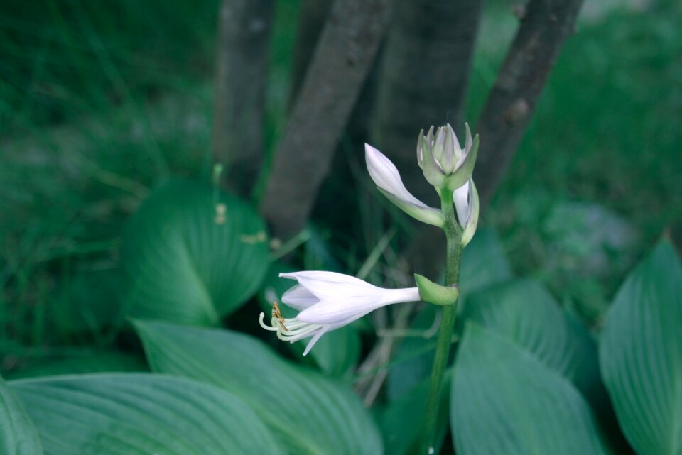 Free stock photo of flower, green, nature