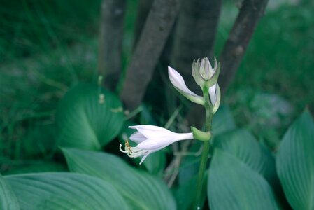 Free stock photo of flower, green, nature