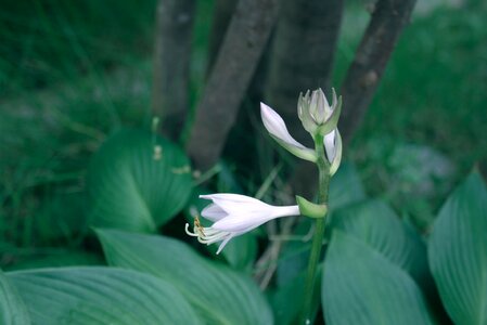 Free stock photo of flower, green, nature photo