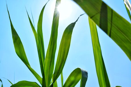 Free stock photo of clear sky, grass, heat
