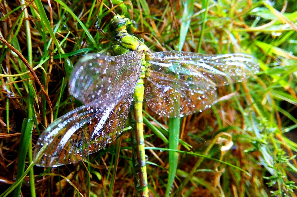 Free stock photo of dragonfly