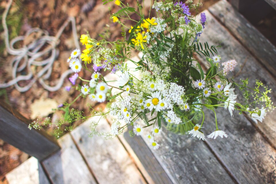 Free stock photo of flowers, green, summer