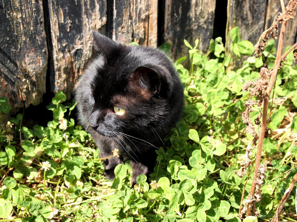 Free stock photo from Tookapic