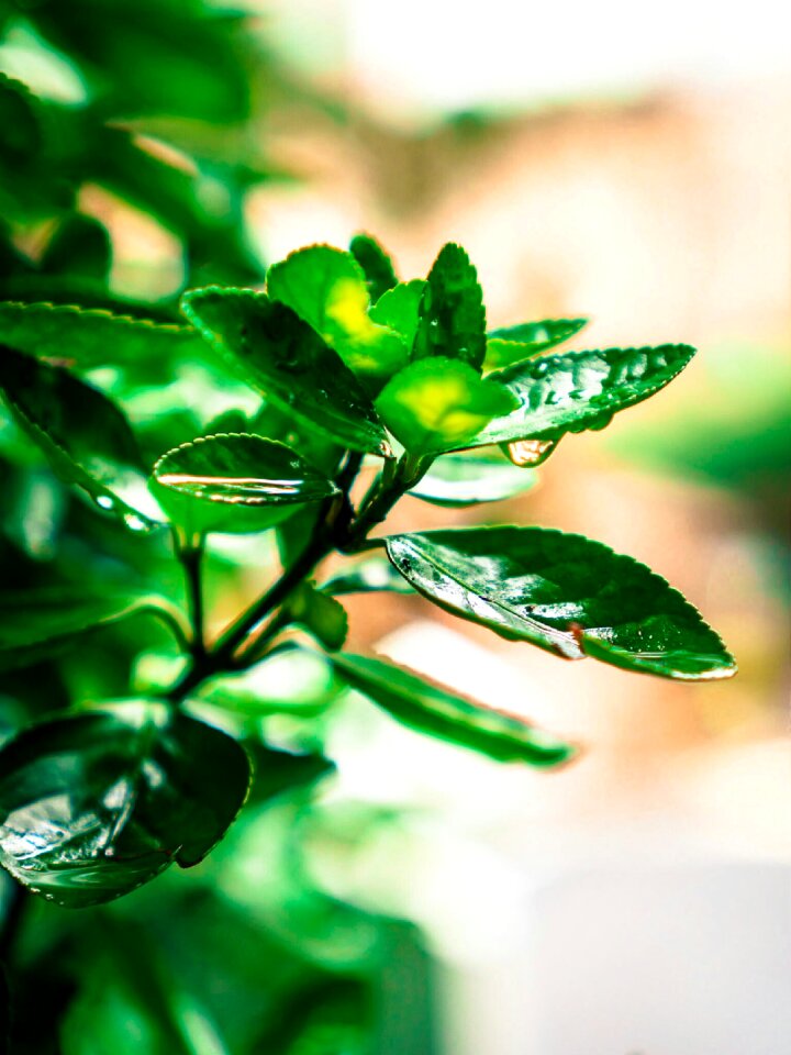 Free stock photo of drops, green, plant