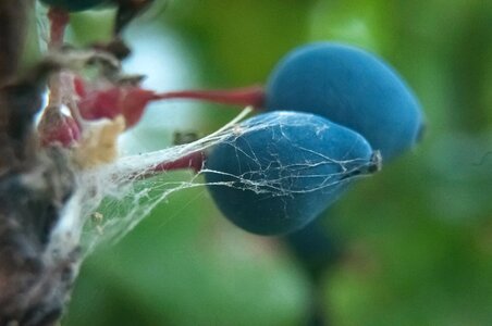 Free stock photo of blueberry, calm, macro