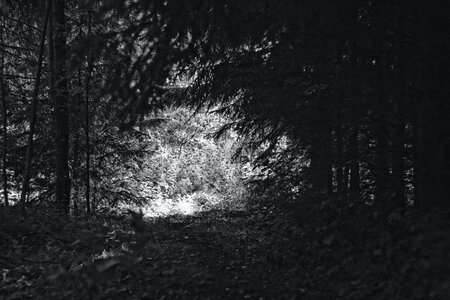Free stock photo of forest, nature, trees