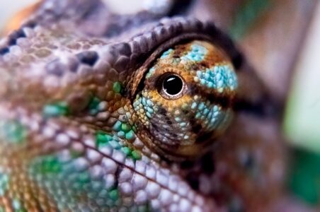 Free stock photo of chameleon, colour, eye