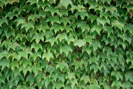 Free stock photo of green, ivy, landscape photo