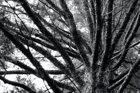 Free stock photo of summer, tree