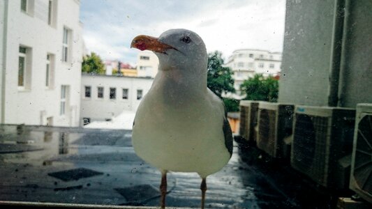 Free stock photo of animals, seagull photo
