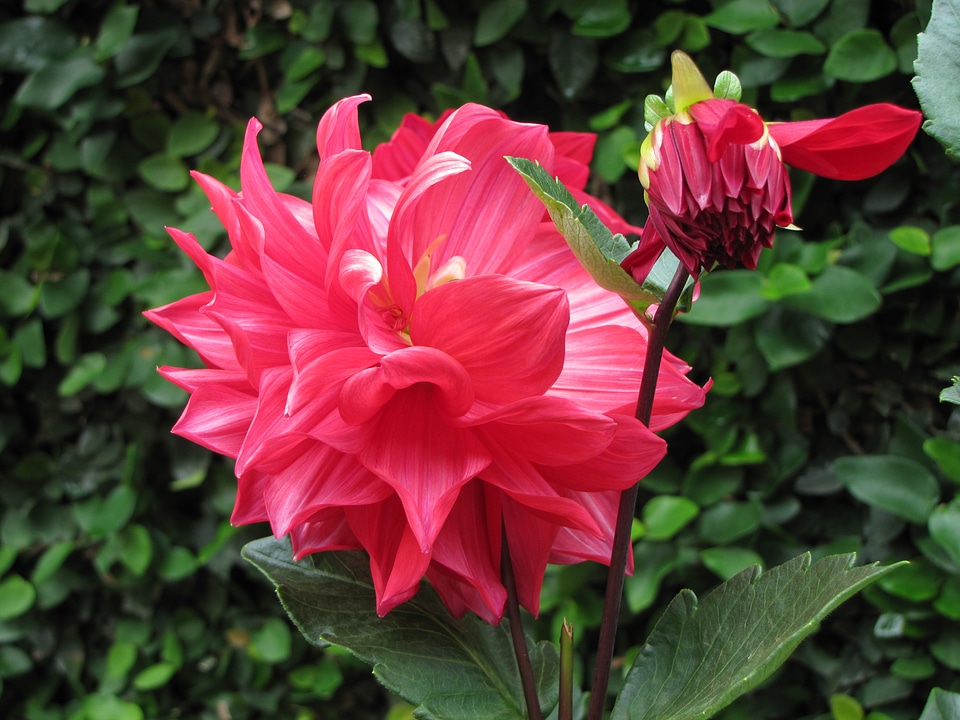 Blossom petal exotic