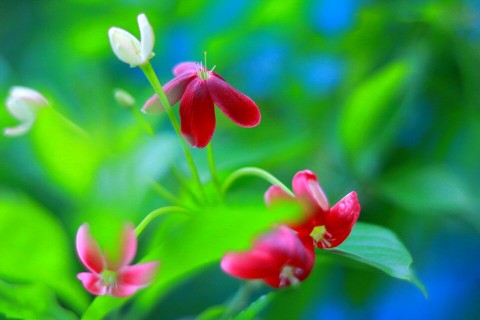 Free stock photo of flowers, fresh, theme summer