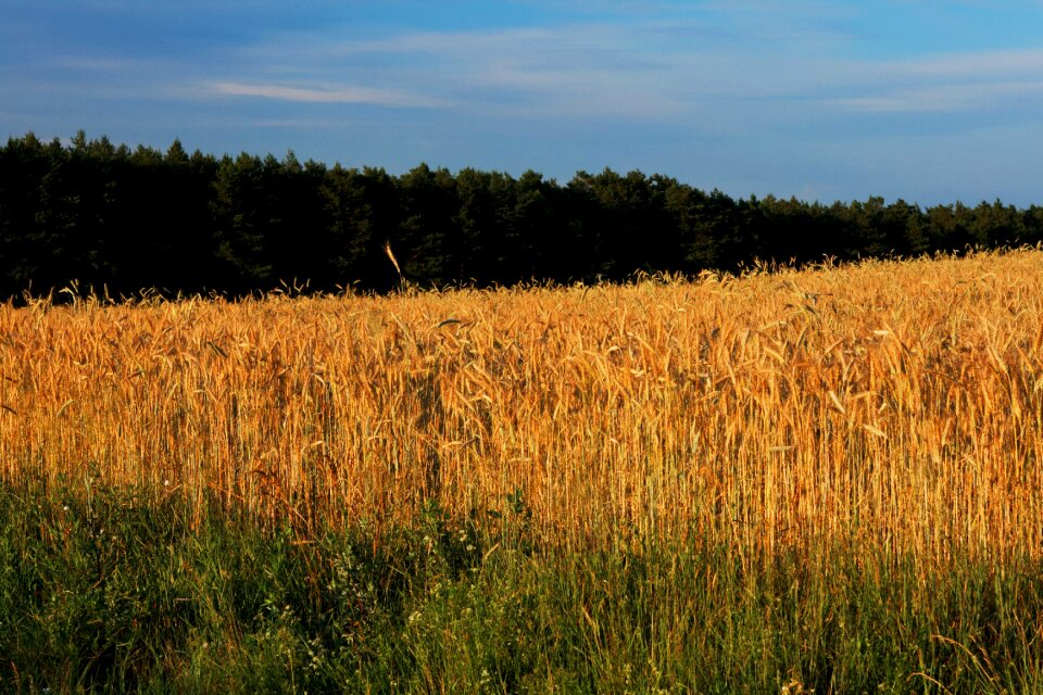 Free stock photo of corn, field, landscape