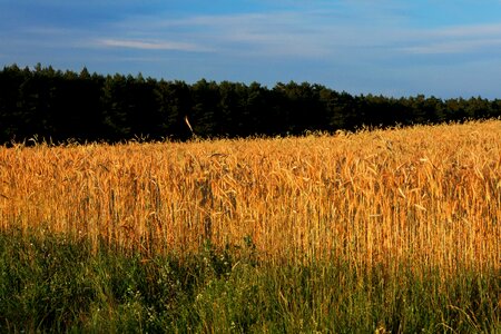 Free stock photo of corn, field, landscape