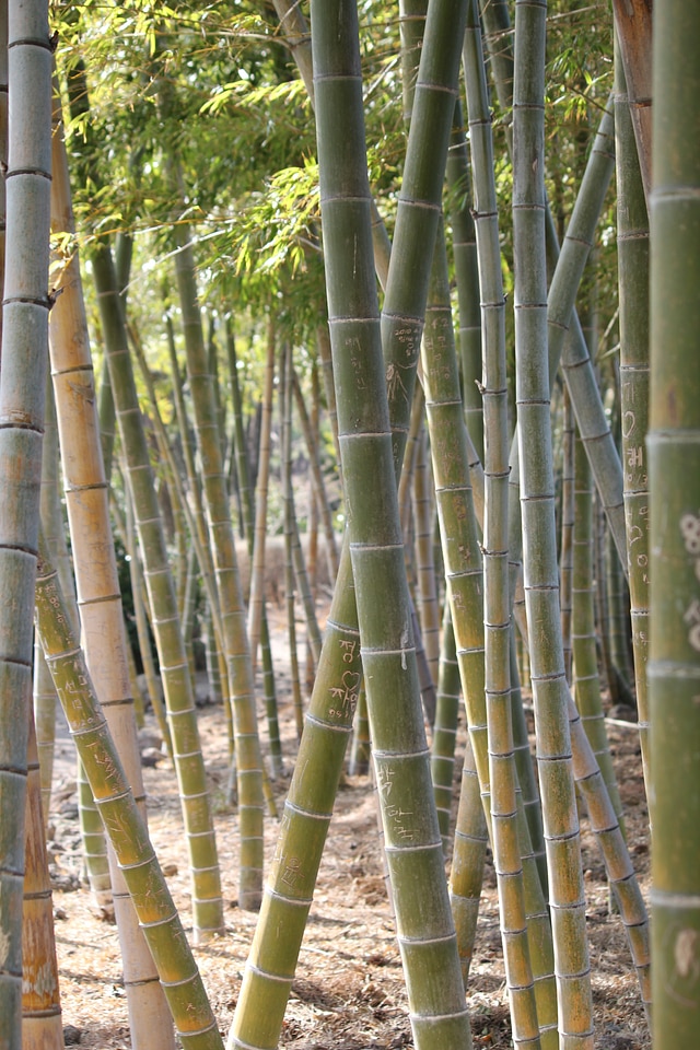 Bamboo yellow bamboo vs grove