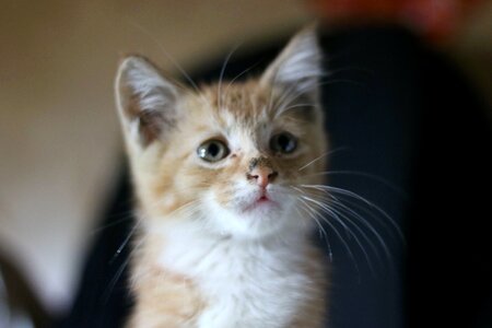Orange Tabby Kitten Looking Up photo