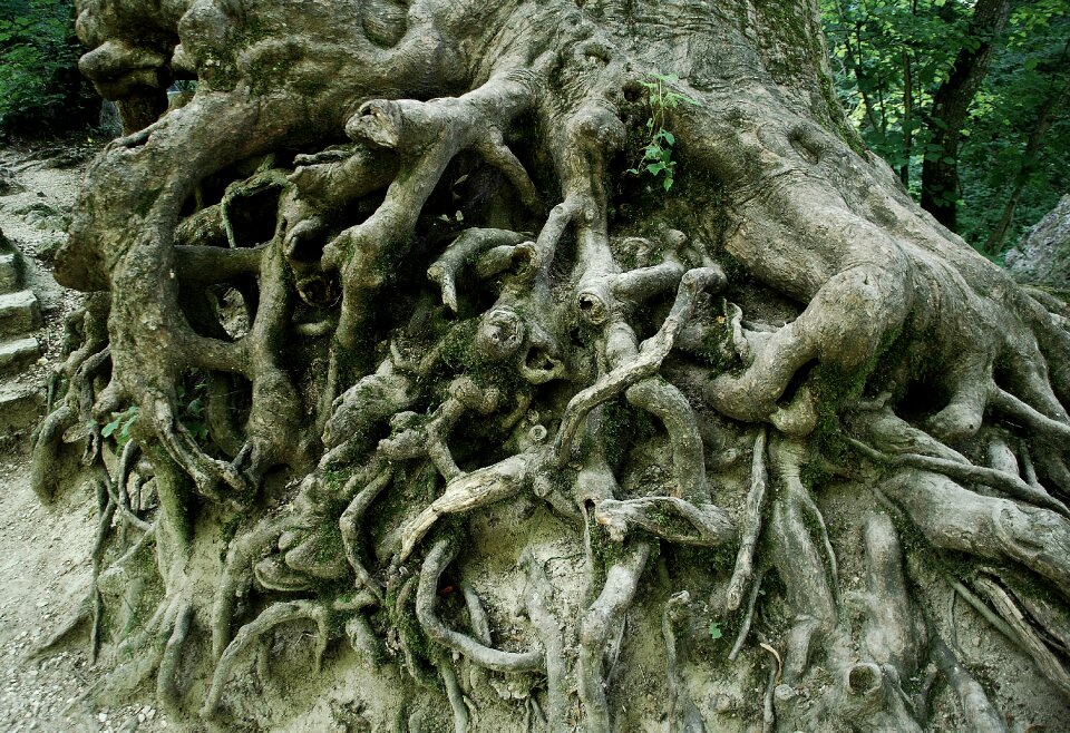 Free stock photo of forest, root, tree
