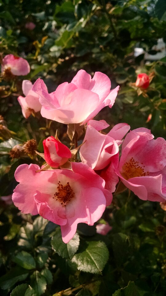 Free stock photo of blossom, bud, bush