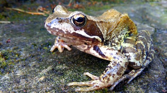 Brown and White Frog in Concrete Pavement photo