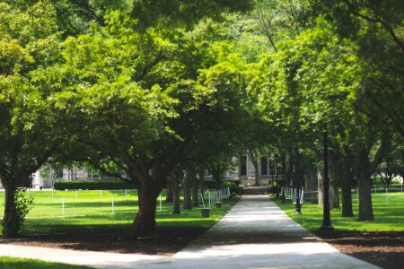 Free stock photo of green, path, summer
